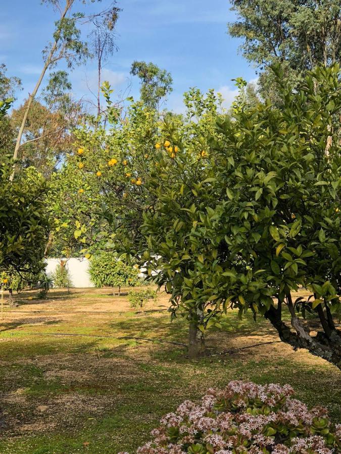 Quinta Verde Albufeira Kültér fotó